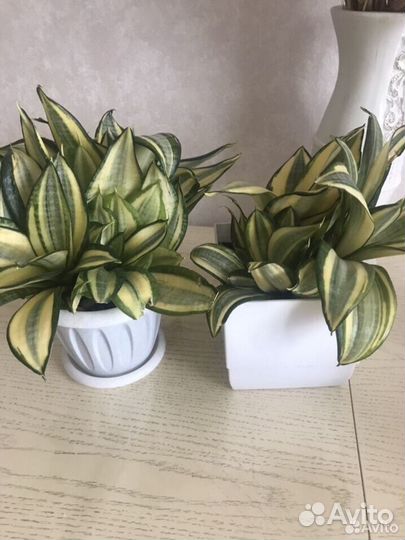 Сансевиерия ханни голд