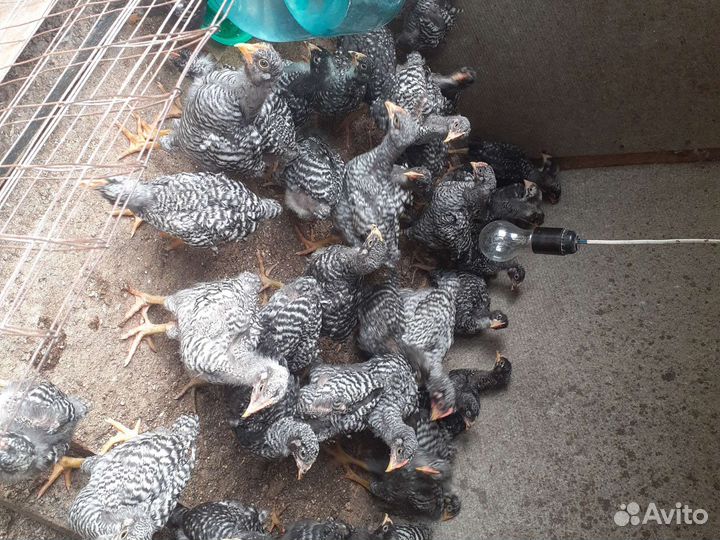 Цыплята петушки породы Амрокс