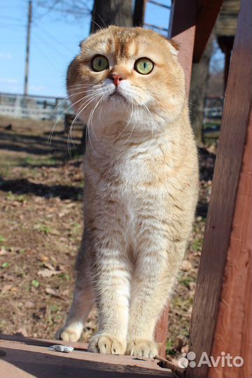 Родились котята от этой прекрасной пары