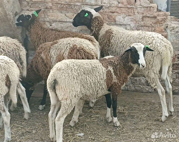 Дорпер и бурские