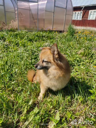 Передержка собак