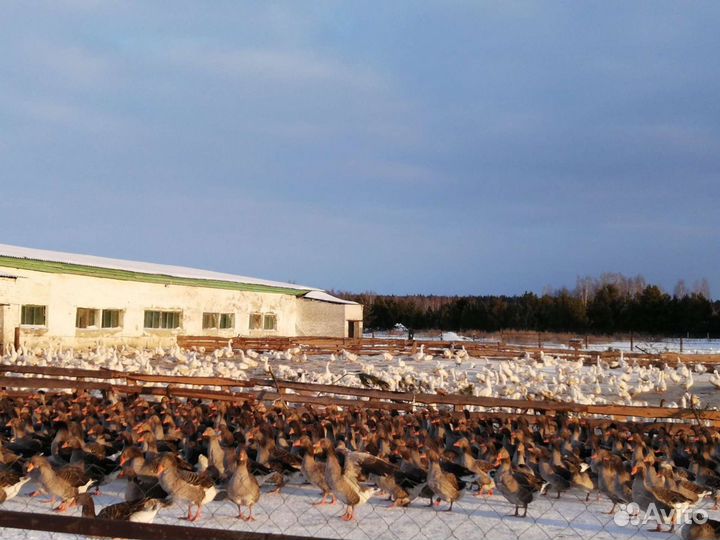Гусята. Инкубационное яйцо гусей