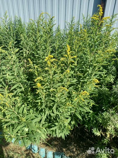 Октябринки, жёлтая метелка (золотарник)