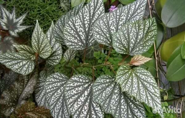 Бегонии Клеопатра; Серебристая