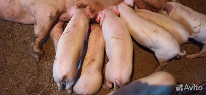 Поросята ландрас