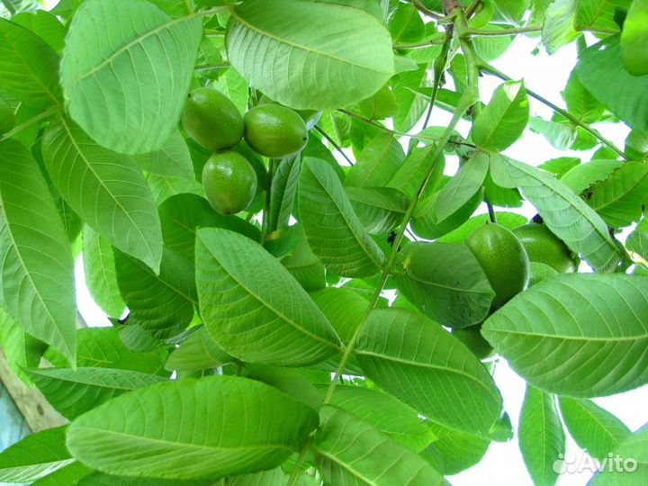 Плоды маньчжурского ореха