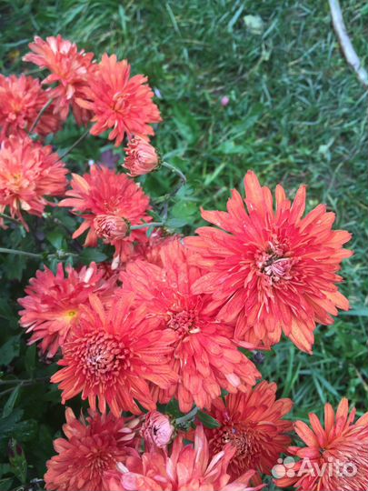 Хризантемы