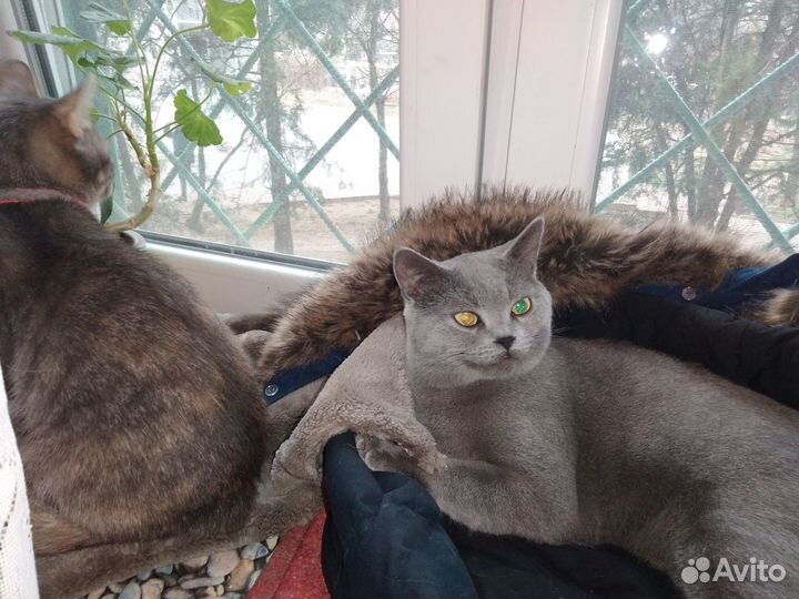 Передержка для кошек и стерилизованных котов