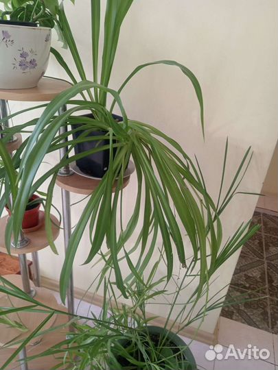 Хлорофитум