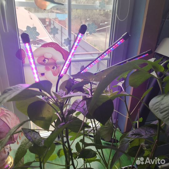 Фитолампа для растений