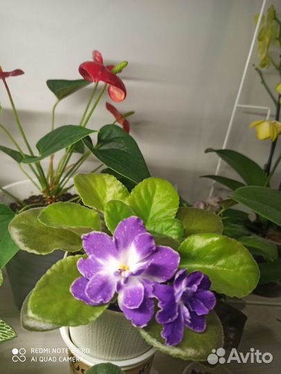 Фиалка ек Шахматный король