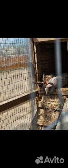 Кролики мясных пород