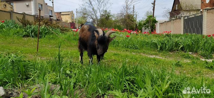 Камерунский козел