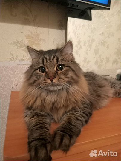 Сибирский кот