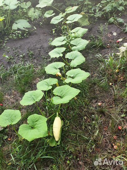 Семена тыквы