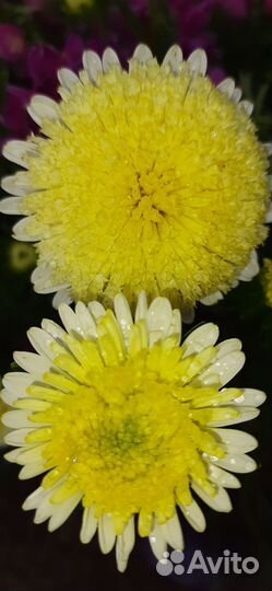 Астры букет