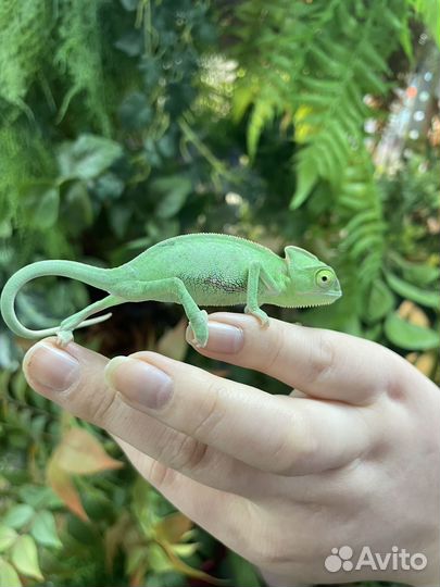 Йеменский хамелеон