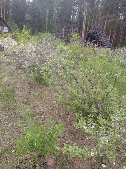 Участок 6 сот. (СНТ, ДНП)
