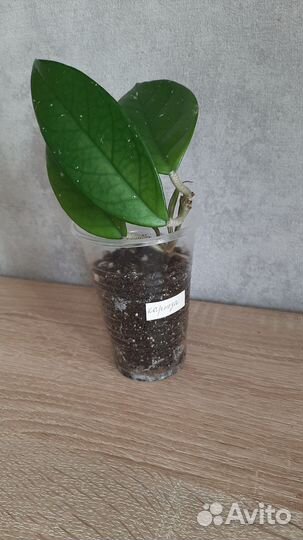 Хойя Карноза