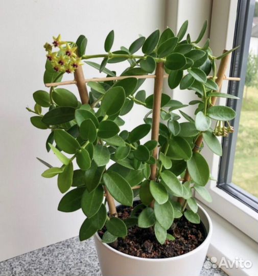 Хойя cumingiana