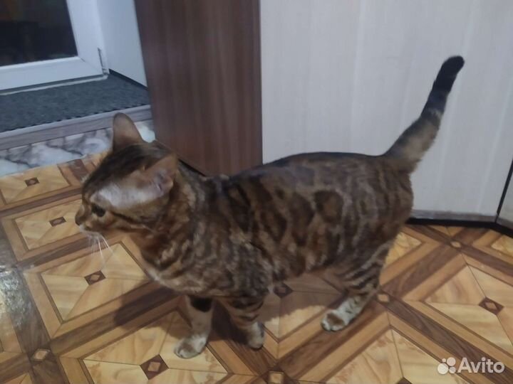 Бенгальская кошка