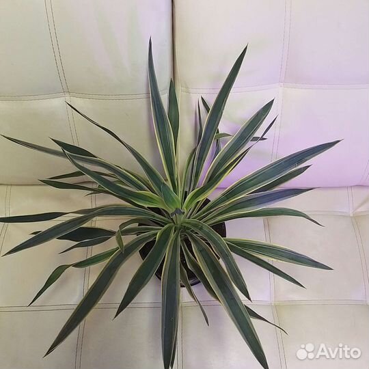 Юкка вариегатная безстебельная