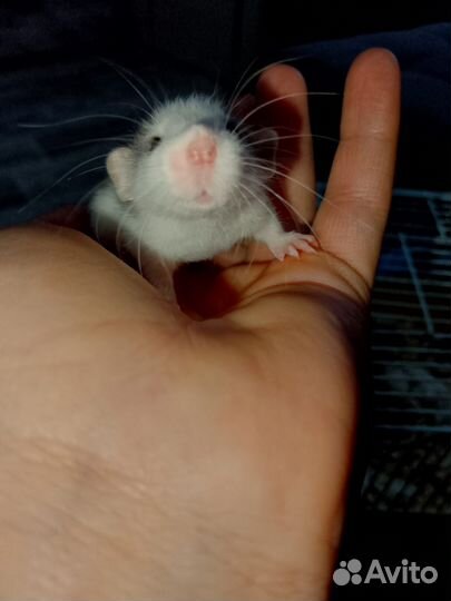 Декоративная крыса дамбо