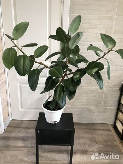 Фикус 1 м. Самовывоз