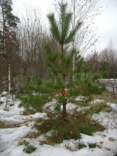 Участок 13,9 сот. (ИЖС)