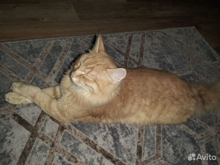 Кошки в добрые руки бесплатно