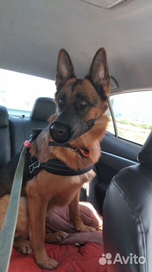 Собака немецкая овчарка бесплатно