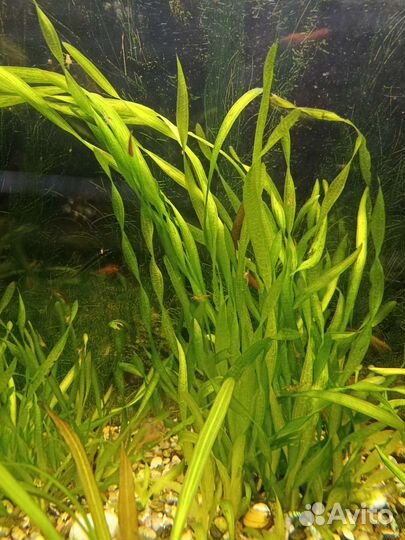 Аквариумное растение