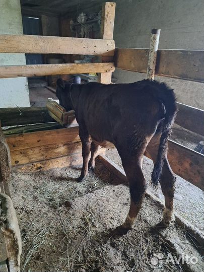 Продается телочка