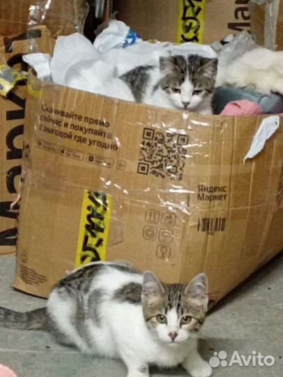 Киса Зефирка, бесплатно