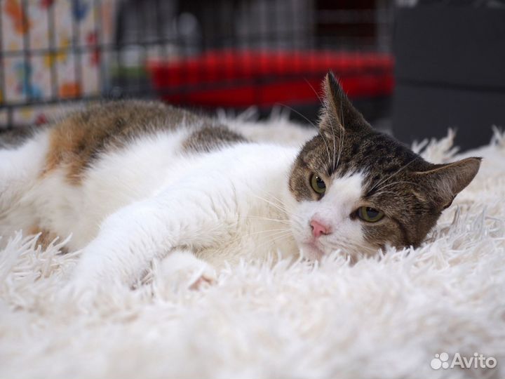 Котик Урчик в добрые руки