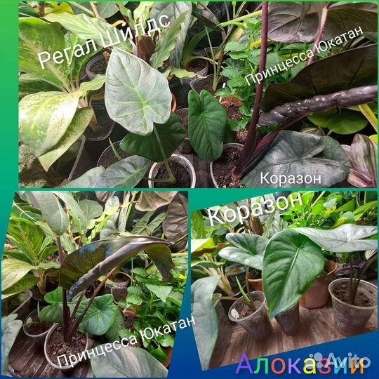 Алоказии, пилеи, филодендроны