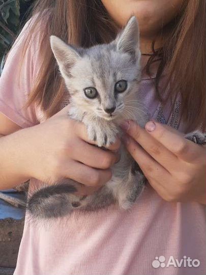 Отдам кошечку