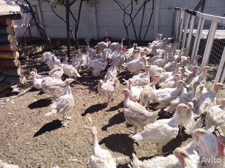 Индюки индюшата Хайбрид