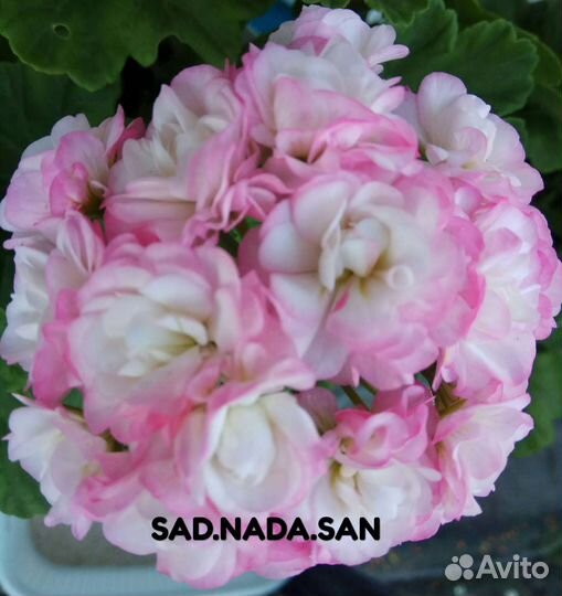 Пеларгония сортовая много сортов виналичии