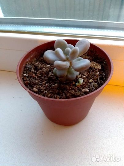 Эхиверия Трампет пинки, Суккуленты