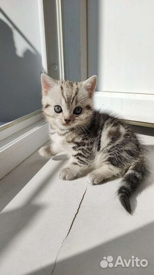 Кошки шотландцы