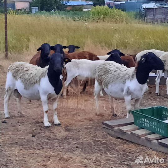 Бараны дорпер