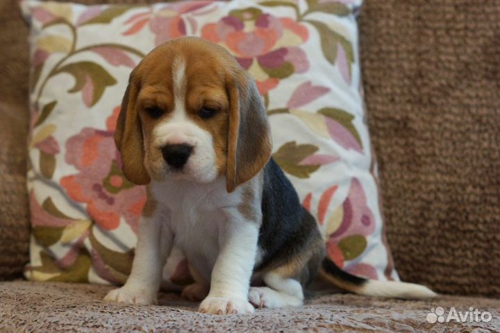 Щенки Бигля