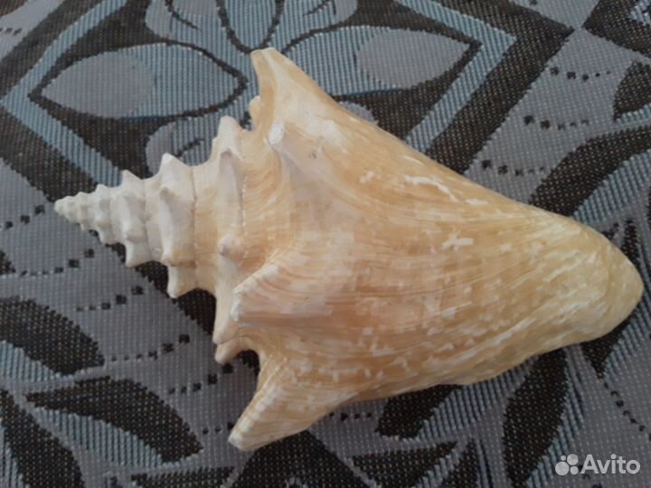 Ракушка морская большая 17 см натуральная