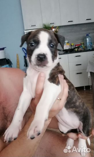 Продам 3 девочки амстафа