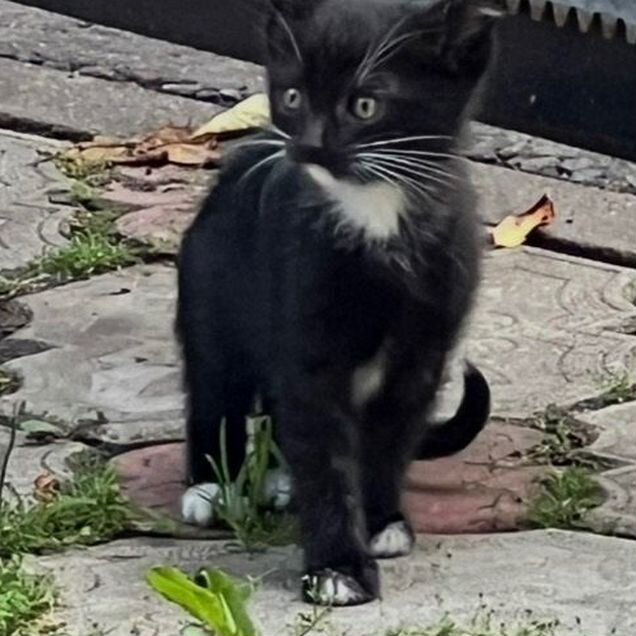 Котёнок в добрые руки
