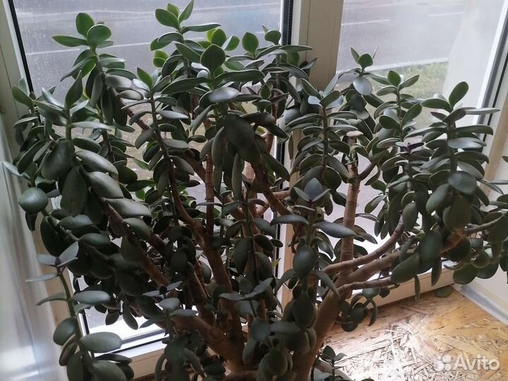 Денежное дерево