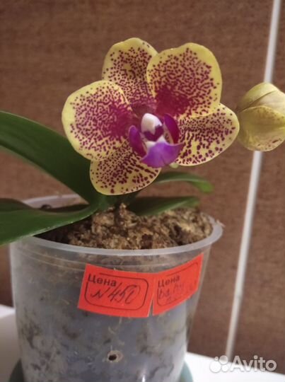 Орхидея ф аленопсис