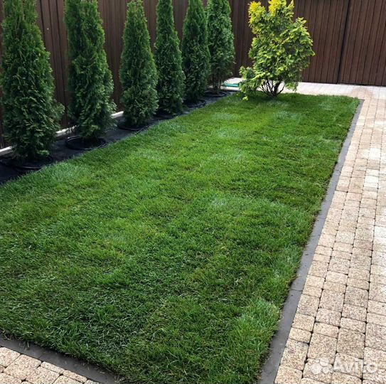 Рулонный газон, посевной газон