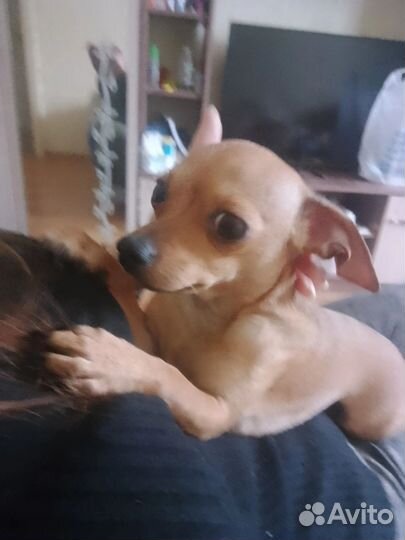 Чихуахуа мини